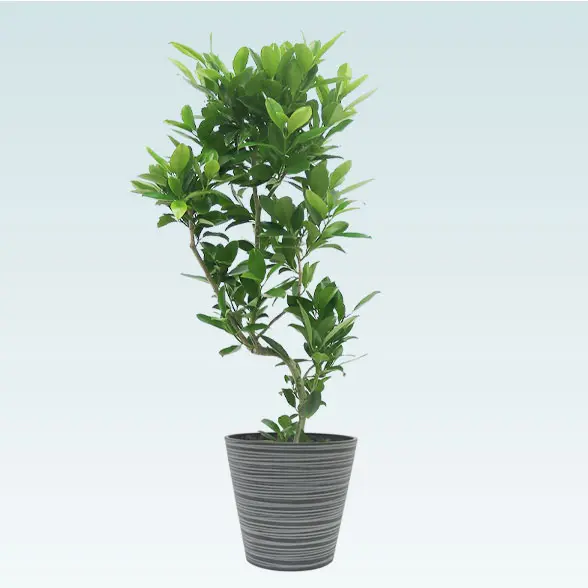 ファグラエア(エコフレンドリーポット付)　Mサイズ