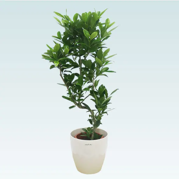 ファグラエア(ラスターポット付)　Mサイズ