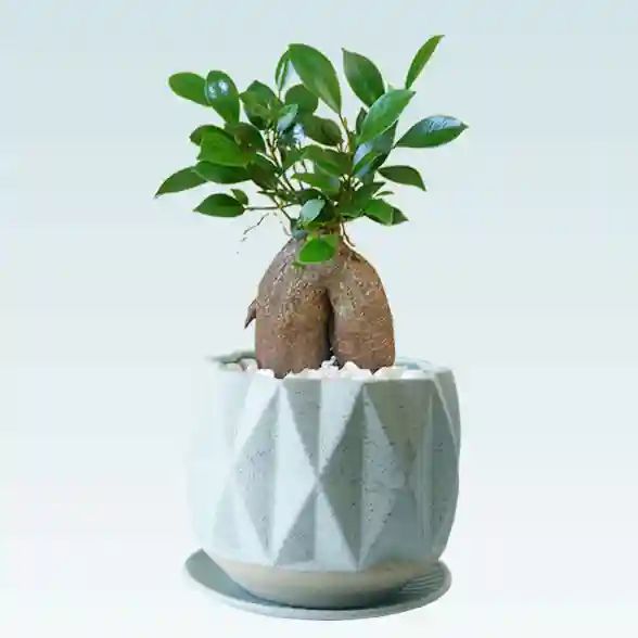 ガジュマル（陶器鉢植込み、４号プリズムポット）