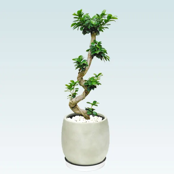 ガジュマル(グラスファイバー製鉢植込み、バルーン型)　スタイリッシュ1