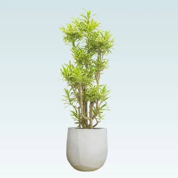 ソングオブインディア(ラグジュアリー型、グラスファイバー製鉢カバー付)　Lサイズ