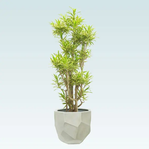 ソングオブインディア(多面体型、グラスファイバー製鉢カバー付)　Lサイズ１