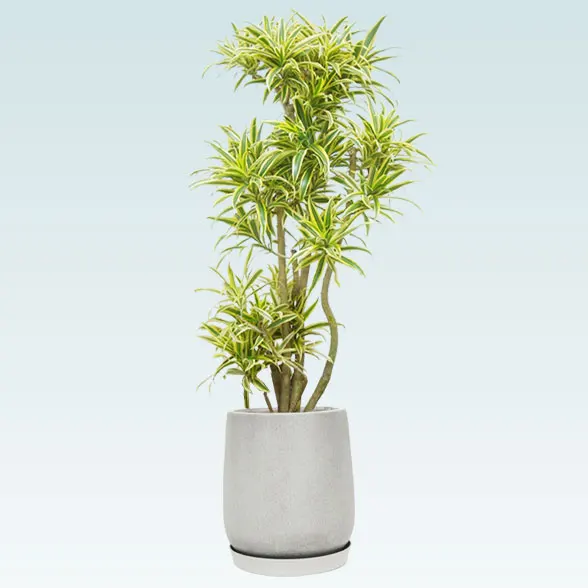 ソングオブインディア(グラスファイバー製鉢植込み、チューリップ型)１