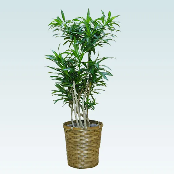 ソングオブジャマイカ(籐かご付、ダークブラウン色)　Mサイズ１