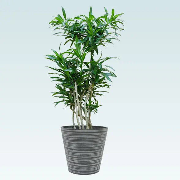 ソングオブジャマイカ(エコフレンドリーポット付)　Mサイズ