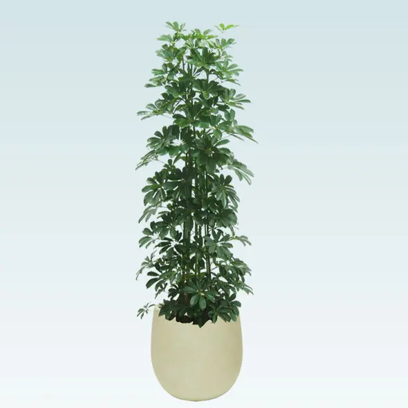 カポック(バルーン型、グラスファイバー製鉢カバー付)　Lサイズ1