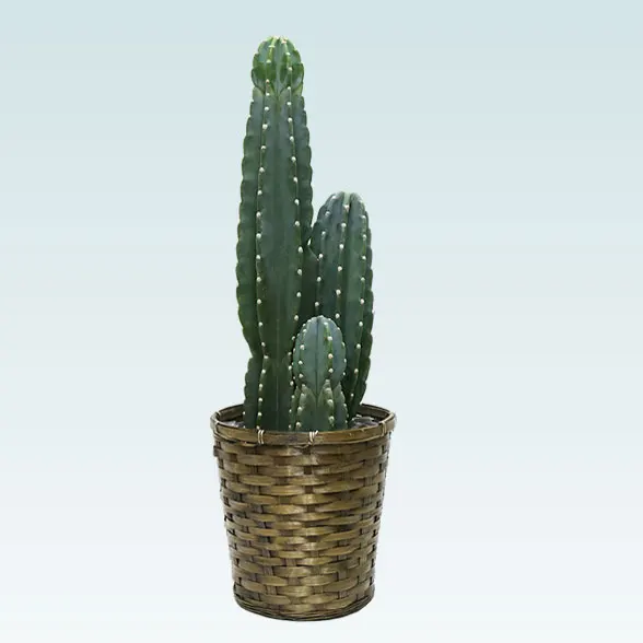 柱サボテン（鬼面角）(籐かご付、ダークブラウン色)　Mサイズ　１