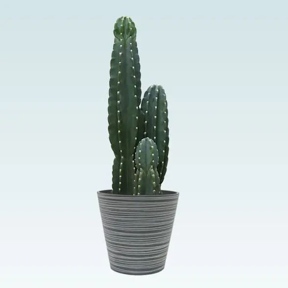 柱サボテン（鬼面角）(エコフレンドリーポット付)　Mサイズ