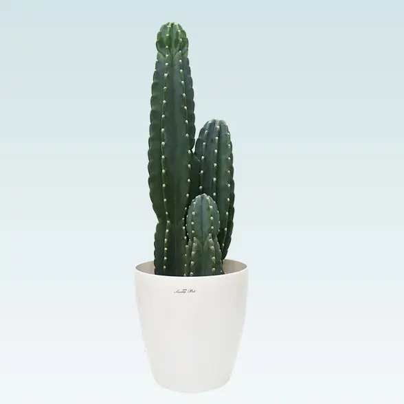 柱サボテン（鬼面角）(ラスターポット付)　Mサイズ１