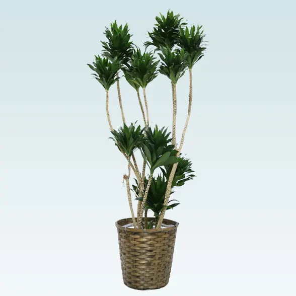 ドラセナコンパクター(籐かご付、ダークブラウン色)　Lサイズ１