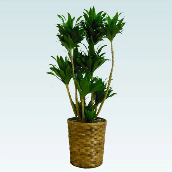 ドラセナコンパクター(籐かご付、ダークブラウン色)　Mサイズ１