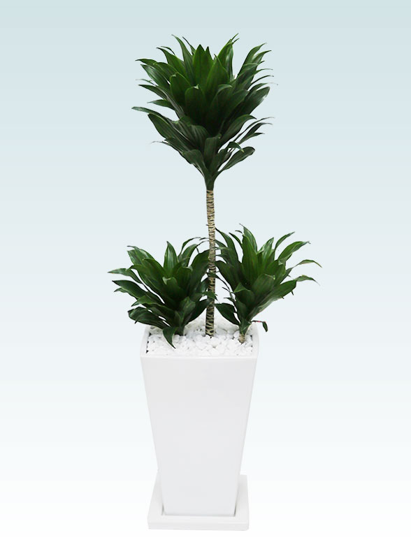 ドラセナコンパクター(陶器鉢植込み、６号スクエア白色)1