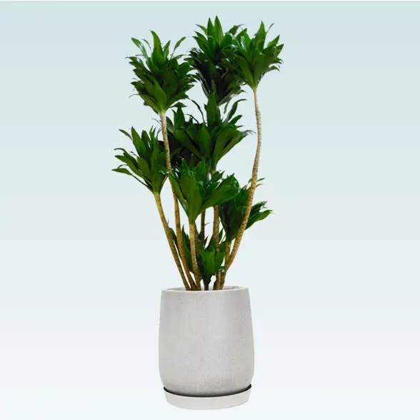 ドラセナコンパクター(グラスファイバー製鉢植込み、チューリップ型)　1