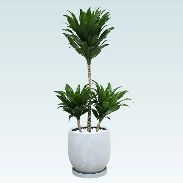 ドラセナコンパクター(陶器鉢　ボウル型)1