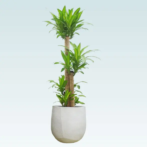 幸福の木(ラグジュアリー型、グラスファイバー製鉢カバー付)　Lサイズ