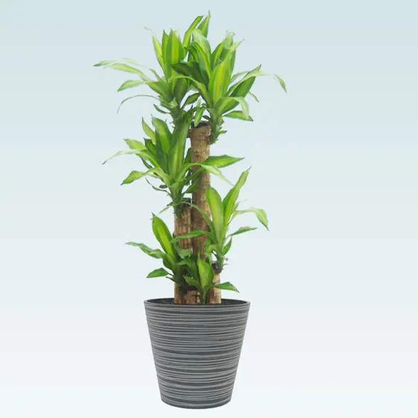 幸福の木(エコフレンドリーポット付)　Ｍサイズ