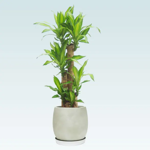 幸福の木(グラスファイバー製鉢植込み、バルーン型)1