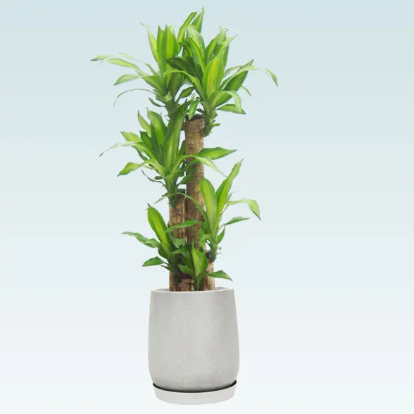 幸福の木(グラスファイバー製鉢植込み、チューリップ型)　スタイリッシュ1