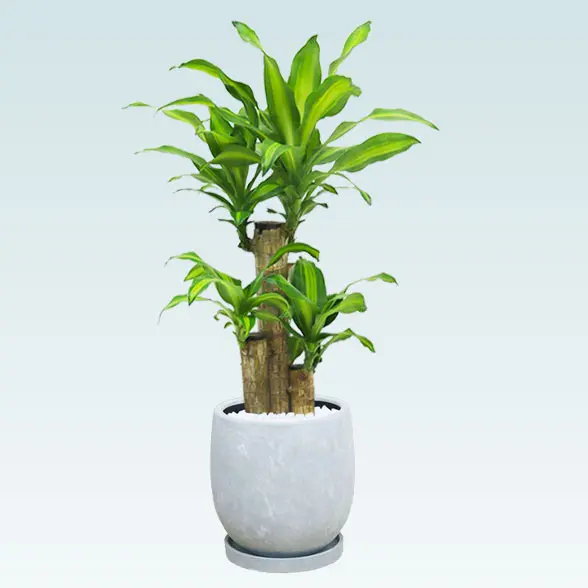 幸福の木(陶器鉢　ボウル型　パステルブルー)1