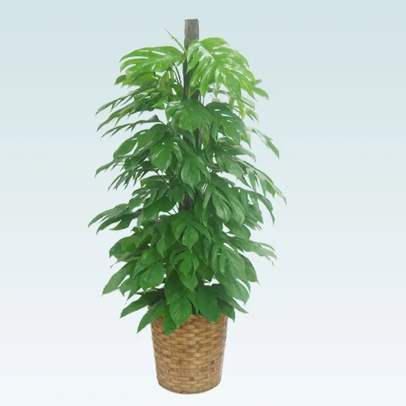 マングーカズラ(籐かご付、ダークブラウン色)　Lサイズ