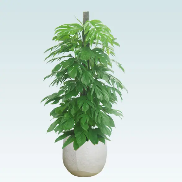 マングーカズラ(ラグジュアリー型、グラスファイバー製鉢カバー付)　Lサイズ