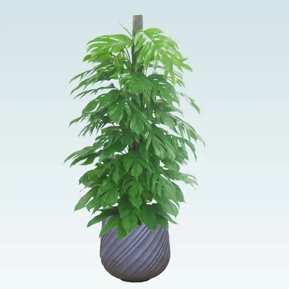 マングーカズラ(スパイラル型、グラスファイバー製鉢カバー付)　Lサイズ グレー