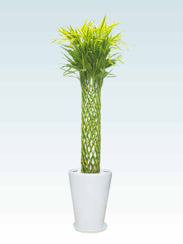 ミリオンバンブー　大鉢Lサイズ　陶器鉢ラウンドタイプ白色　１