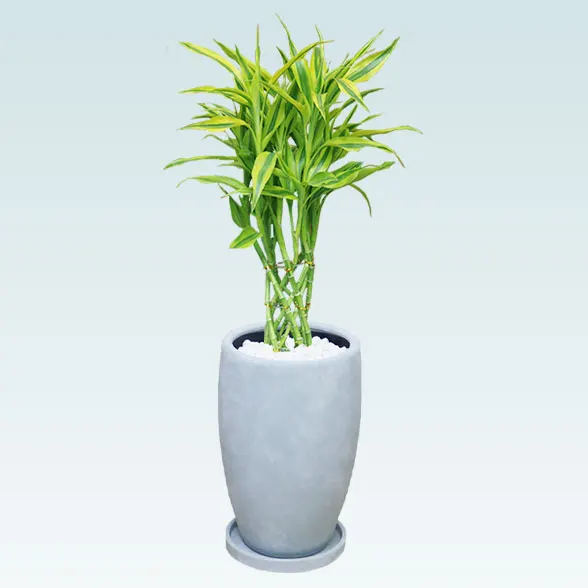 ミリオンバンブー(陶器鉢　オーバル型　パステルブルー)1