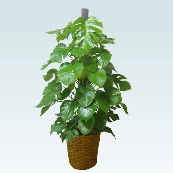 モンステラ(籐かご付、ダークブラウン色)　Lサイズ