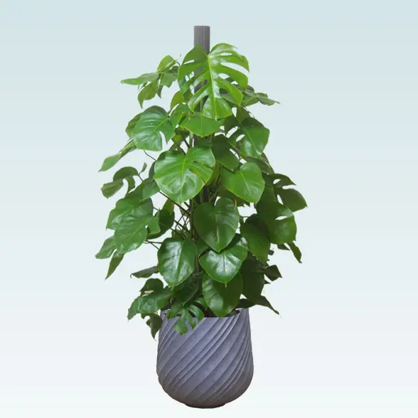 モンステラ(スパイラル型、グラスファイバー製鉢カバー付)　Lサイズ　グレー