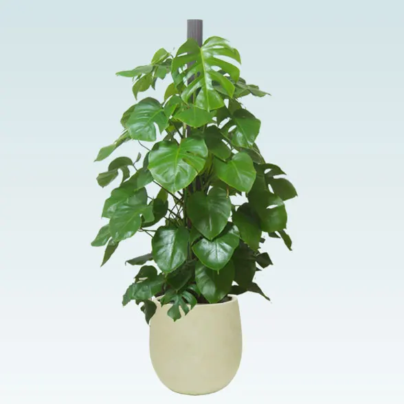 モンステラ(バルーン型、グラスファイバー製鉢カバー付)　Lサイズ1