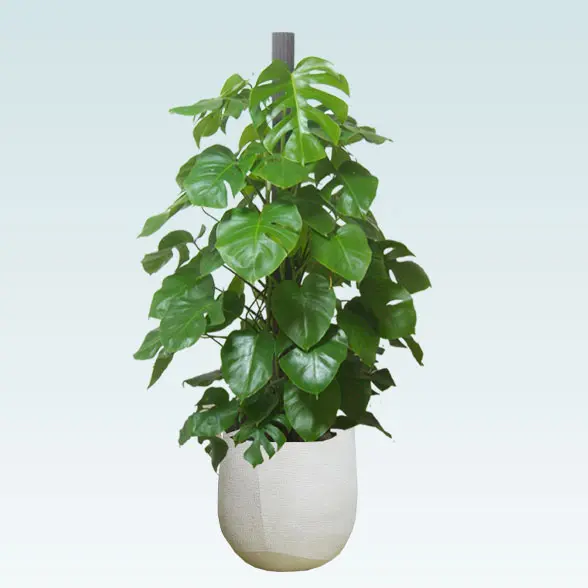 モンステラ(ラグジュアリー型、グラスファイバー製鉢カバー付)　Lサイズ　高さ約150cm～160cm