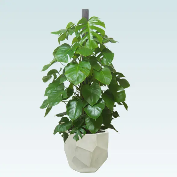 モンステラ(多面体型、グラスファイバー製鉢カバー付)　Lサイズ1