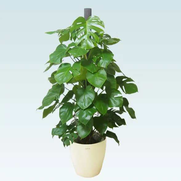 モンステラ(ラスターポット付)　Lサイズ１