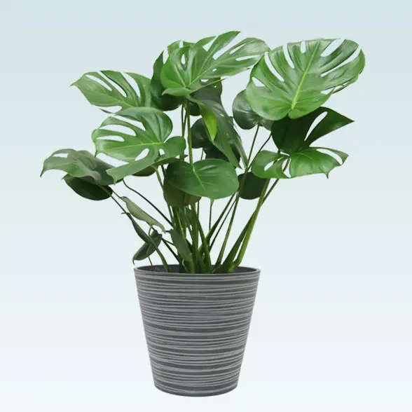 モンステラ(エコフレンドリーポット付)　Ｍサイズ