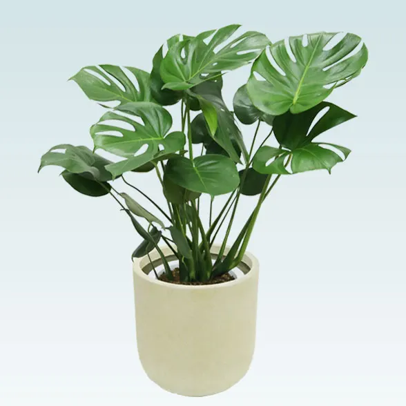 モンステラ(Uポット型、グラスファイバー製鉢カバー付)　Ｍサイズ1