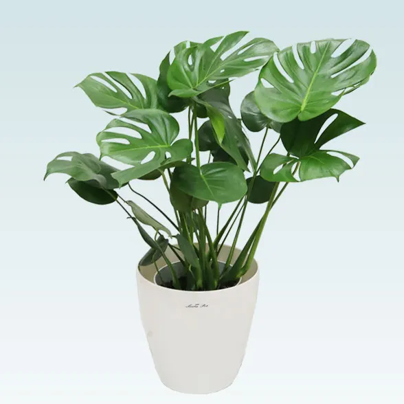 モンステラ(ラスターポット付)　Ｍサイズ１