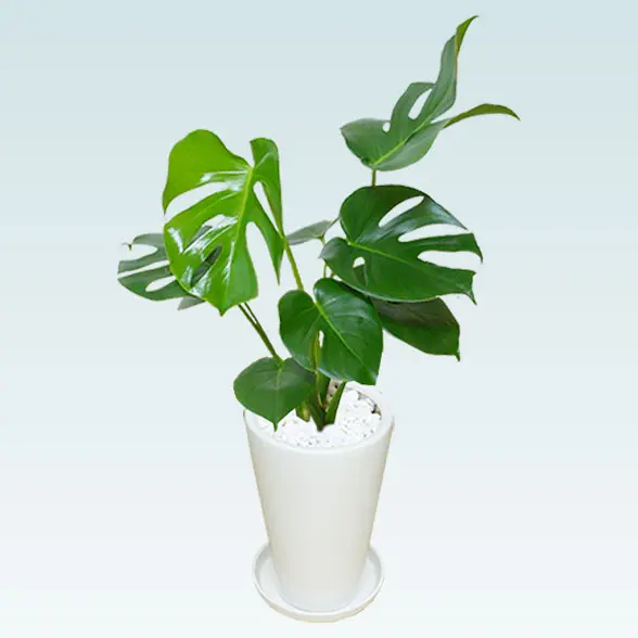 モンステラ(陶器鉢植込み、６号ラウンド白色)１