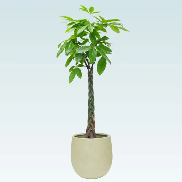 パキラ(バルーン型、グラスファイバー製鉢カバー)　Lサイズ1