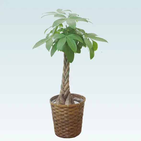 パキラ(籐かご付、ダークブラウン色)　Ｍサイズ1