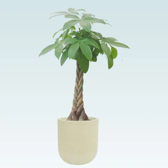 パキラ(Uポット型、グラスファイバー製鉢カバー付)　Ｍサイズ1