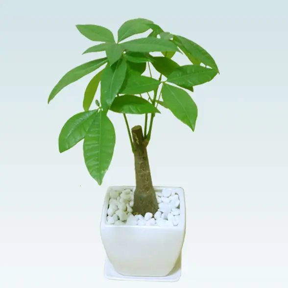 パキラ(陶器鉢植込み、４号スクエア白色1