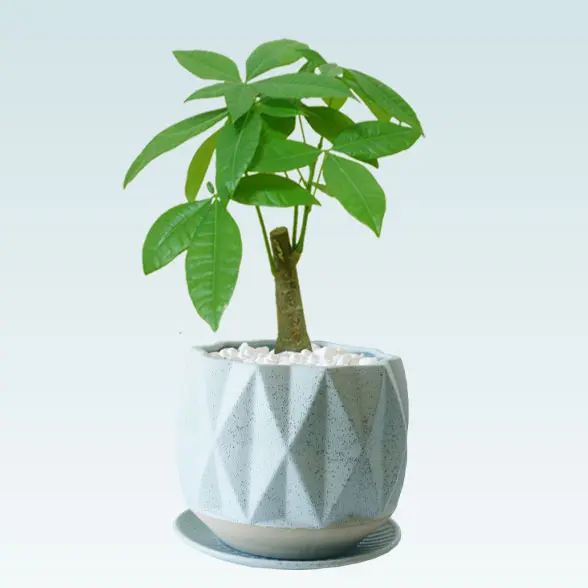 パキラ(陶器鉢植込み、４号プリズムポット）　