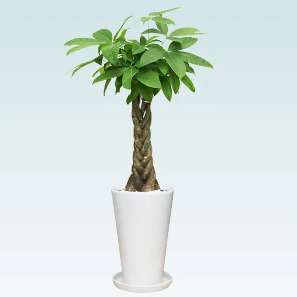 パキラ(陶器鉢植込み、６号ラウンド白色)1