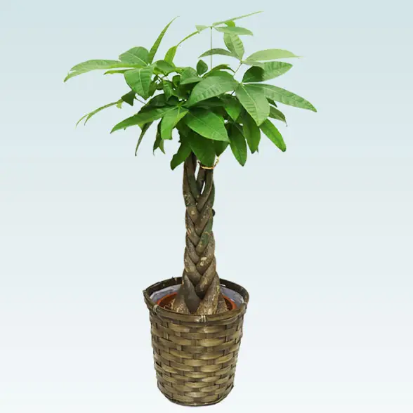 パキラ(籐かご付、ダークブラウン色)　Ｓサイズ1