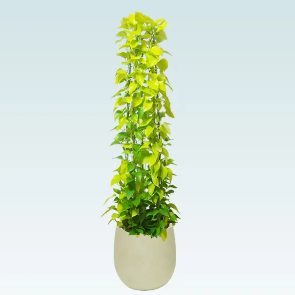 ポトスライムタワー(バルーン型、グラスファイバー製鉢カバー付)　Lサイズ1