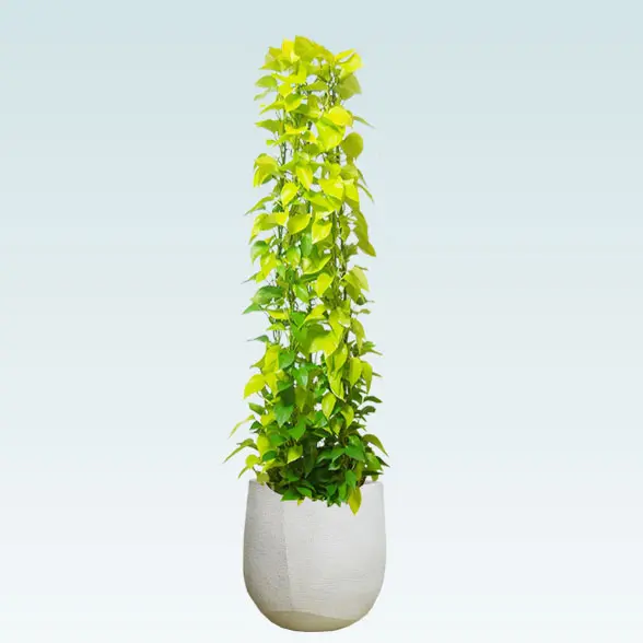 ポトスライムタワー(多面体型、グラスファイバー製鉢カバー付)　Lサイズ