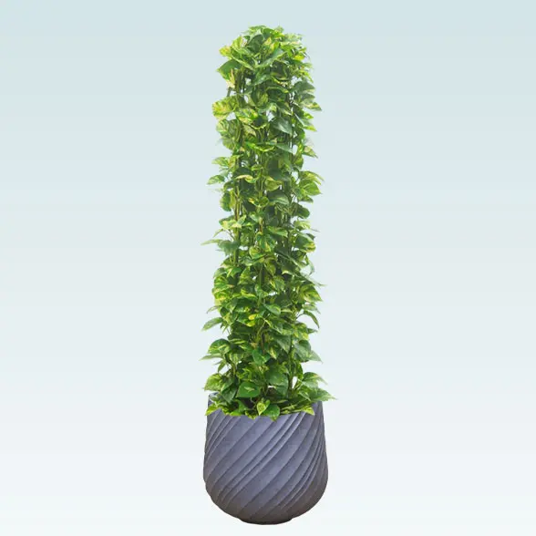 ポトスタワー(スパイラル型、グラスファイバー製鉢カバー付)　Lサイズ グレー