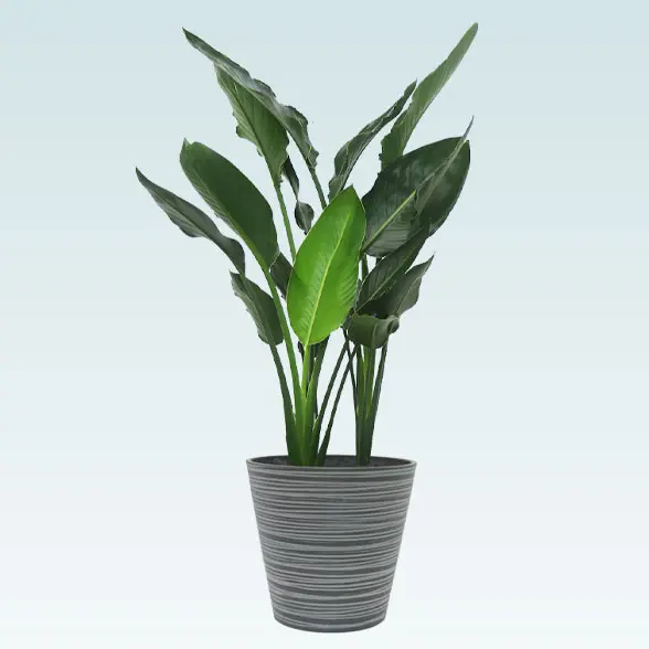 ストレリチア・レギネ(エコフレンドリーポット付)　Ｍサイズ