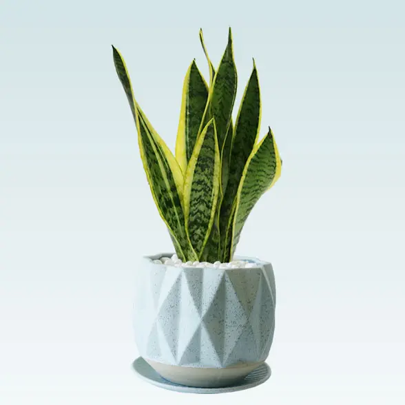 サンセベリア(陶器鉢植込み、４号プリズムポット)